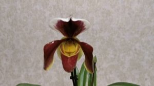 Пафиопедилум. У меня зацвел Башмачок.. ?