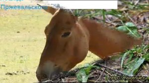 животные занесённые в красную книгу