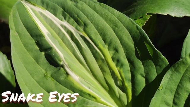 Хоста сорт shake eyes смотреть онлайн