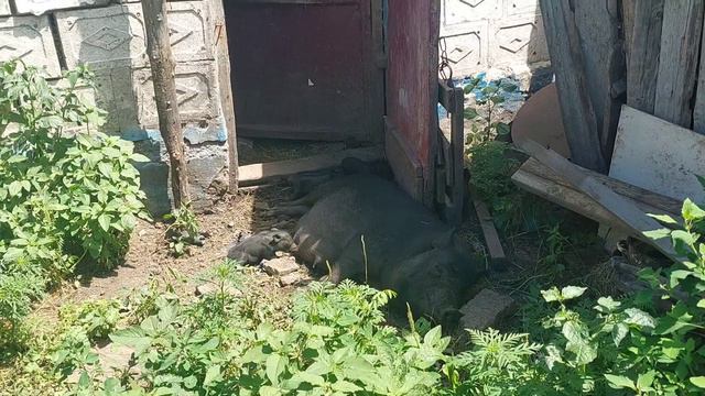 НЕ без ПОТЕРЬ 😪 КАМЕРУНСКАЯ коза РОДИЛА и ВЬЕТНАМСКАЯ свинья ОПОРОСИЛАСЬ.