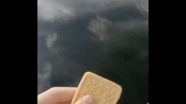 Очень смешное видео???