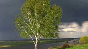 Люблю березу русскую....wmv