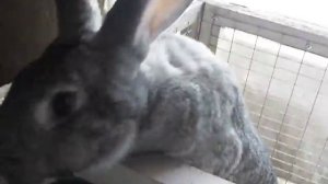 Крольчата, 1 месяц и 1 неделя от роду, июнь 2017 года