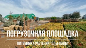 Погрузочные работы в питомнике "Ёлы-палы" (2020 г.)