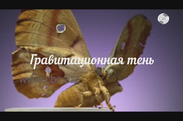 Гравитационная тень смотреть онлайн