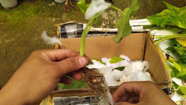 khui thùng lô ráy var rừng P3 смотреть онлайн