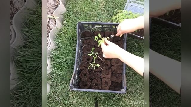 Обзор рассады перца через неделю после пикировки и пикировка томатов смотреть онлайн