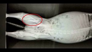 Рот Щенка Был Заклеен Скотчем, Он из Последних Сил Молил о Помощи.