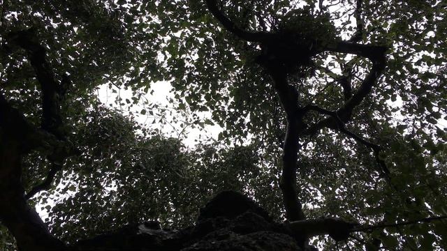 Weeping birch (Betula pendula 'Youngii') - canopy - July 2018 смотреть онлайн