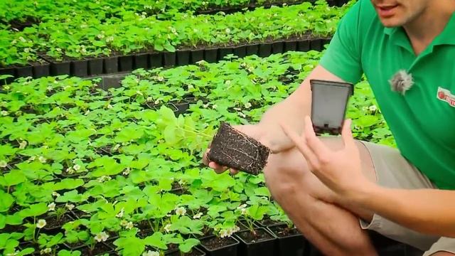 Саженцы земляники Почтой по России! Фирма «Виктория». смотреть онлайн