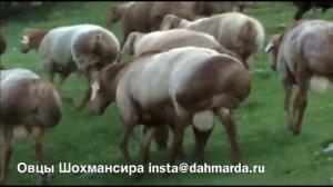 Огромные бараны Гузнской породы Шохмансира из Горной Матчи