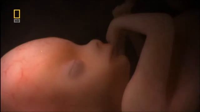 Жизнь до рождения  Двойни, тройни и четверняшки National Geographic