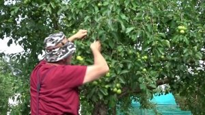 ДАВИМ ЖАБУ!  РАЗГРУЗКА НИЖНИХ ВЕТОК И ЕЁ РЕЗУЛЬТАТ.