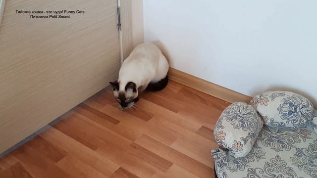 В котике проснулся хищник и его стали все бояться! Тайские кошки - это чудо! Funny Cats смотреть онлайн