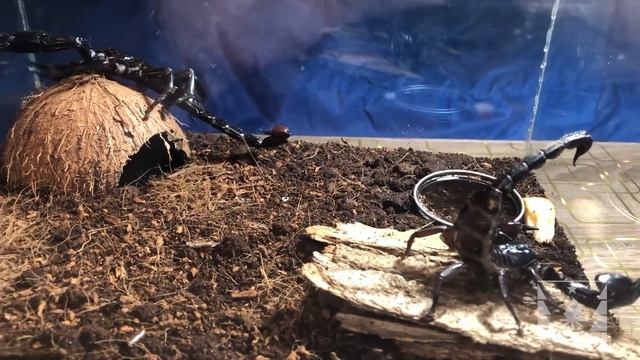 Азиатский лесной скорпион (Heterometrus spinifer). Посадили самца к самке смотреть онлайн