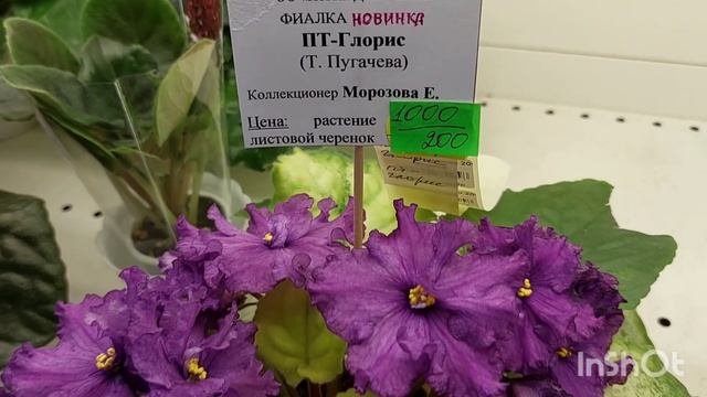 26.11.2022./Выставка фиалок в ноябре(МФ)/Дом фиалок#фиалки#выставка#домфиалки# смотреть онлайн