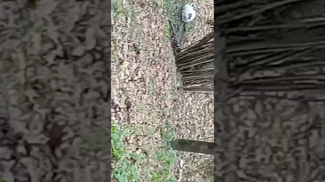 Заяц зимой во Франции, недалеко от дома. France. смотреть онлайн