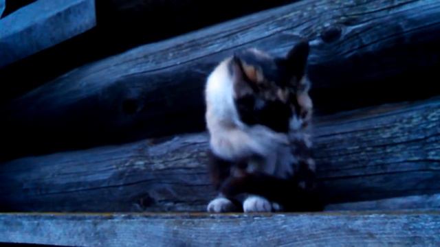 Киса в Дружинино смотреть онлайн