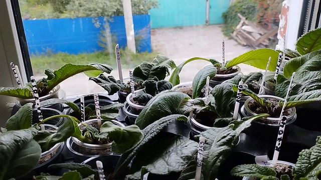 √2 Стрептокарпусы - пасынки или цветение, что важнее? О поливе, грунте, жёлтые листья. смотреть онлайн