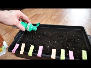 Сажайте томаты на рассаду в марте этим супер способом! Проблем не будет! Как посадить томаты?