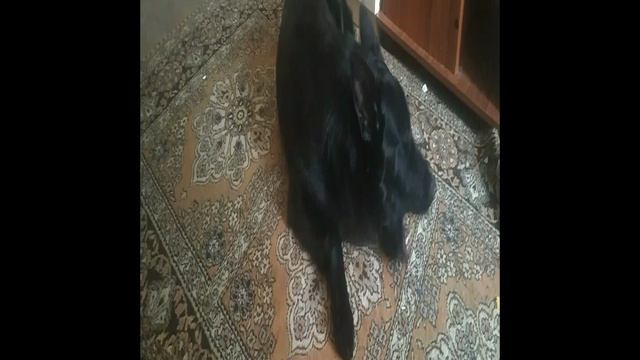 ВЕО восточно европейская овчарка черная 2023-02-25 17-56-30 смотреть онлайн