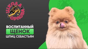 Можно ли воспитать щенка померанского шпица? Вся правда от хозяйки в описании  Ответ в видео