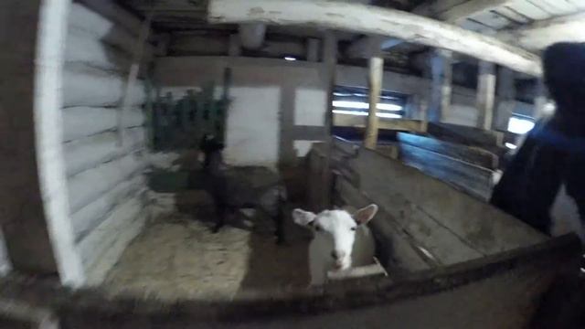 Контактный зоопарк ''ВОРВОЖ'' г. Емва. смотреть онлайн