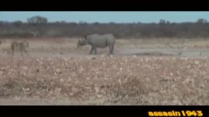 Носорог против прайда львов