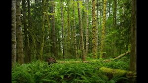 Tilt-Shift Lens: Explained