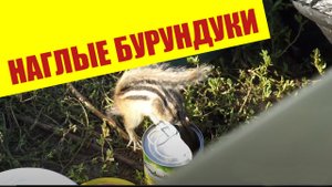 Рыбалка в тихой заводи. Нападение бурундуков.