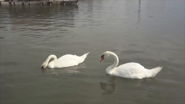 Лебеди на озере Горячка или Лебединое озеро смотреть онлайн
