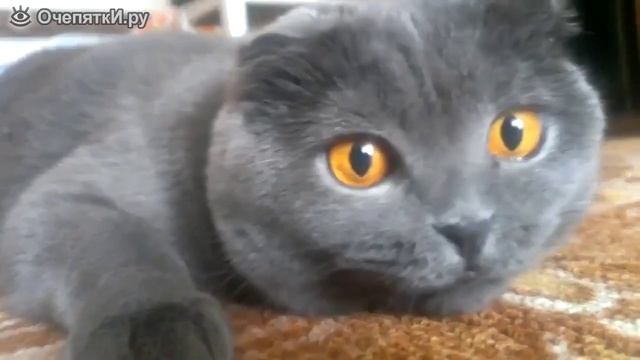 Работа кошачьих зрачков смотреть онлайн