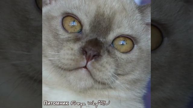 О цвете глаз Бурманской Кошки. Питомник европейских бурманских кошек Freya Way