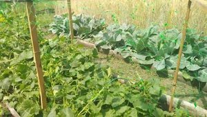 пластиковая сетка для огуречных грядок, способ крепления.