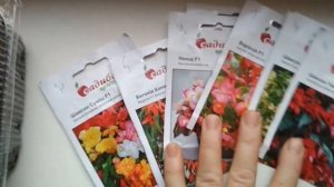 Бегония вечно-цветущая зацвела. //Begonia ever-blooming bloomed.///