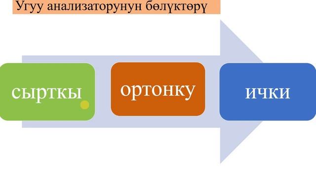 БИОЛОГИЯ///Угуу анализатору///САГЫНБАЕВА Г.