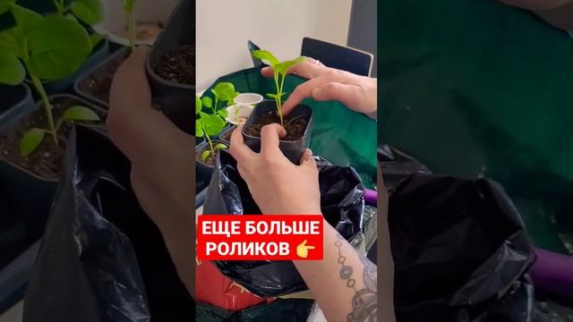 Подсыпка земли в рассаду после её пикирования. #рассада #рассадаперцев #перец #дача