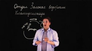 Жизненный цикл Хламидомонады