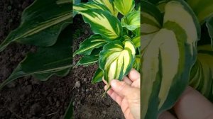 Хоста Лексайд Пейсли Принт