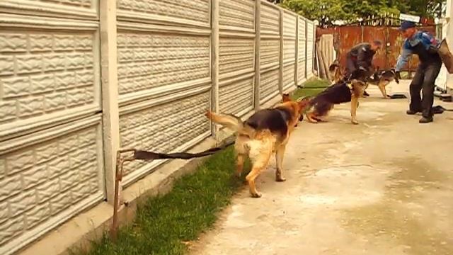 Немецкая Овчарка Фото Во Дворе