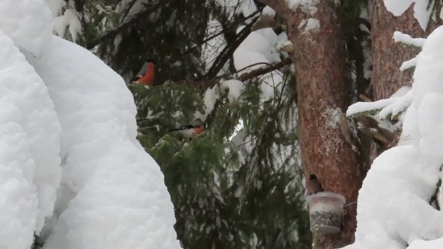 №1924 04. 01. 2022 Снегири, сойка, сорока, большой пестрый дятел,белка смотреть онлайн