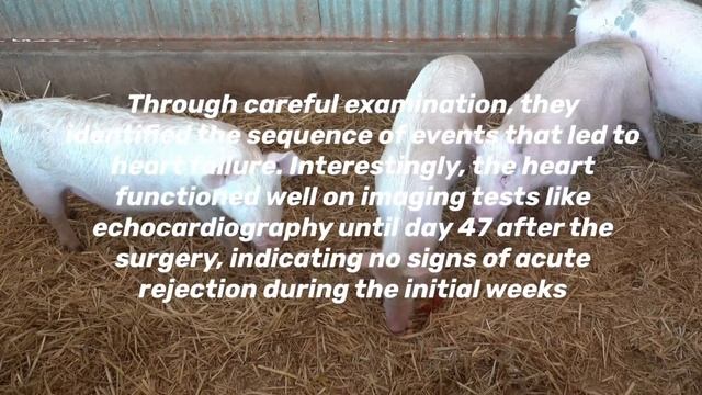 First Ever Pig to Human Heart Transplant Will Go Down In Medical History смотреть онлайн