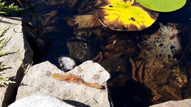 Мой сад 04.09 2019. Секрет чистой воды в пруду. смотреть онлайн