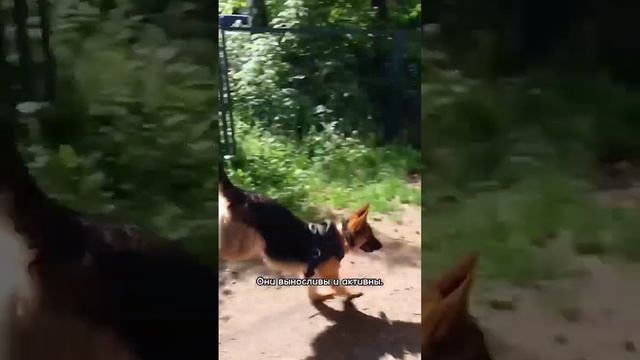 Всё о немецкой овчарке за 60 секунд #немецкаяовчарка #овчарка #собаки #порода