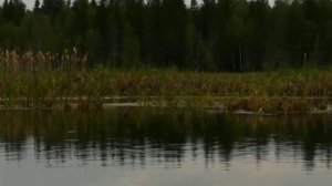 Утро. Пруд Раухова мельница.