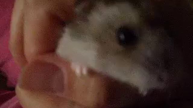 Ручной хомяк