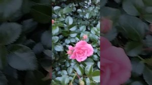 Цветение розы Palmengarten Frankfurt. Регион Южный Урал.