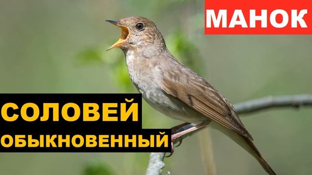 ?ГОЛОС (МАНОК) СОЛОВЕЙ ОБЫКНОВЕННЫЙ смотреть онлайн