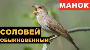 ?ГОЛОС (МАНОК) СОЛОВЕЙ ОБЫКНОВЕННЫЙ