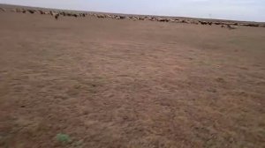 РАСХОДЫ НА ОВЕЦ ///КОРМА /// И ПРО ЗИМНИЙ ОКОТ.